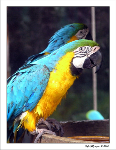 2005 - 06 - Jurong Birdpark 41.JPG